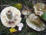 Russula aeruginea