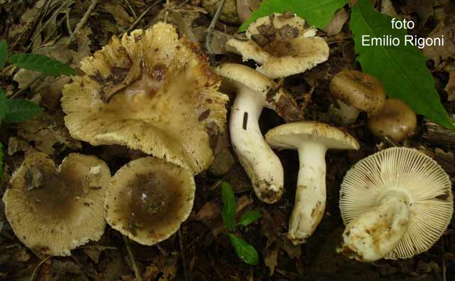 Russula amoenolens