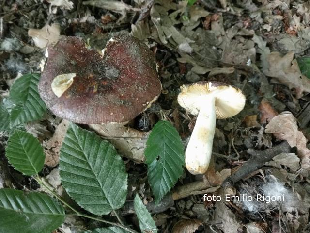 Russula carpini