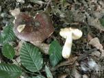 Russula carpini