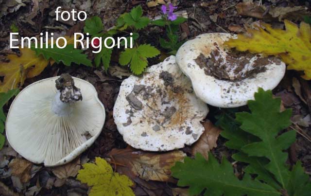 Russula chloroides