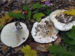 Russula chloroides