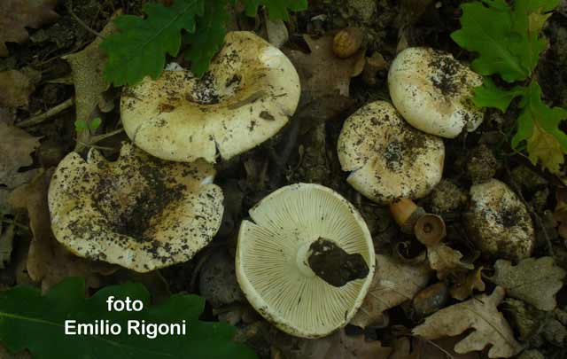 Russula delica