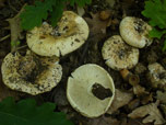 Russula delica