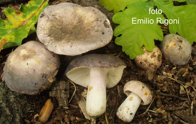 Russula ferreri 