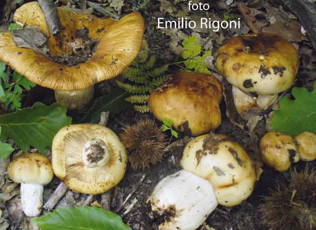  Russula foetens