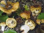 Russula foetens