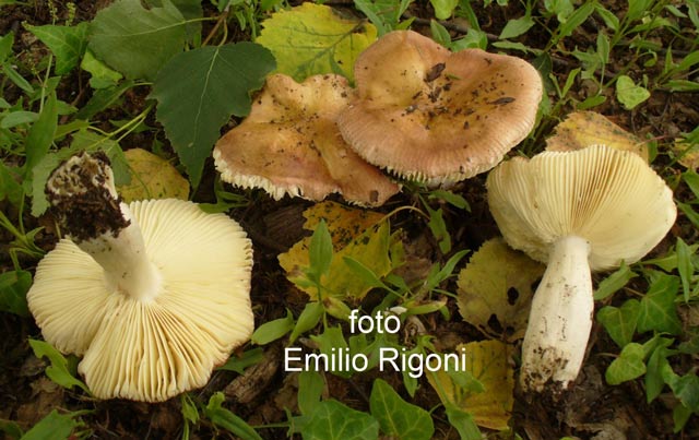 Russula font queri 