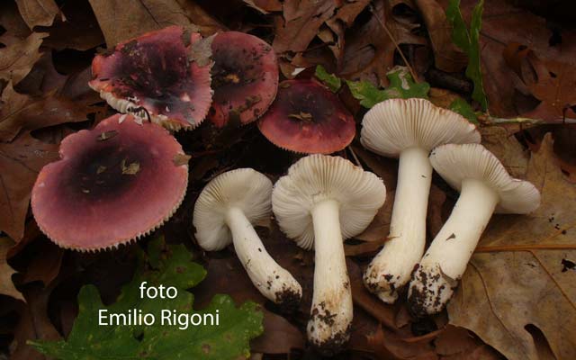 russula fragilis