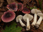 Russula fragilis