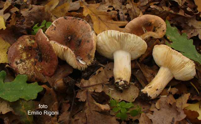 Russula graveolens