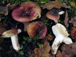 Russula graveolens