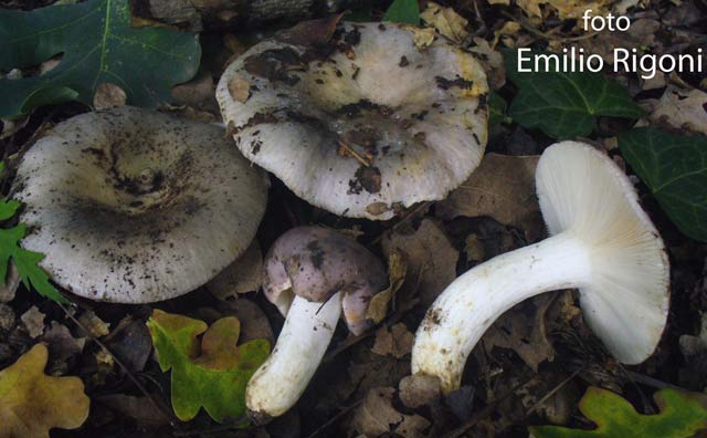 Russula grisea