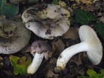 Russula grisea