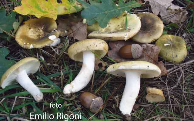 Russula heterophylla