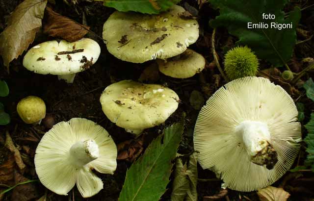 Russula heterophylla