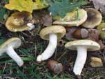 Russula heterophylla