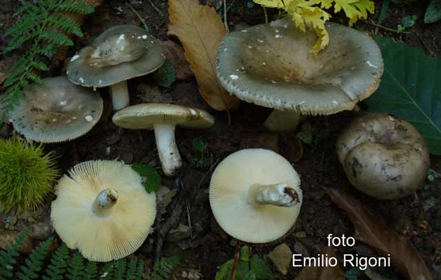 Russula medullata