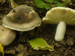 Russula medullata