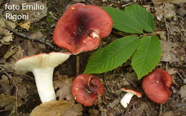 Russula melliolens