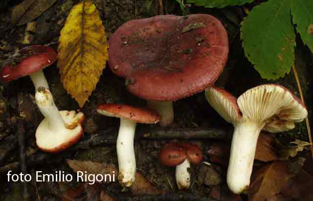 Russula melliolens