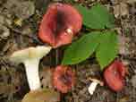 Russula melliolens