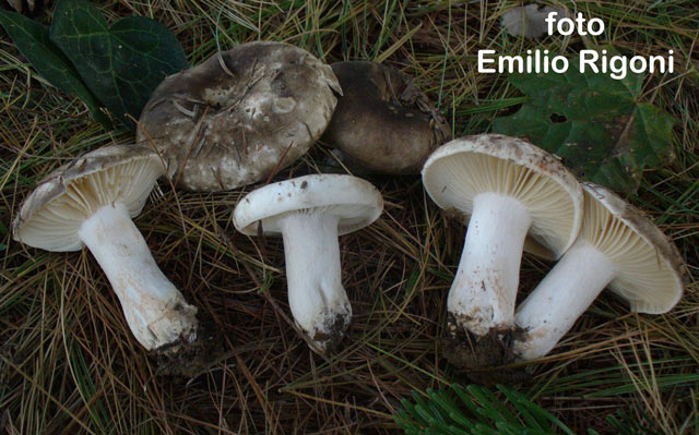 Russula nigricans