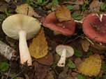 Russula nitida