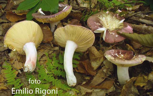 Russula olivacea