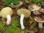 Russula olivacea