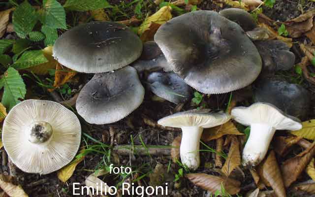  Russula parazurea