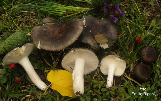 Russula parazurea