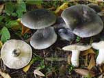 Russula parazurea