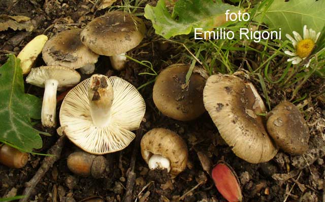 Russula pectinata 