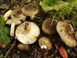 Russula pectinata