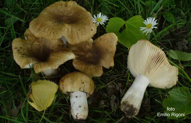 Russula pectinatoides