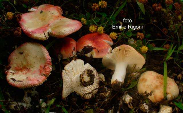 Russula persicina