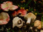 Russula persicina