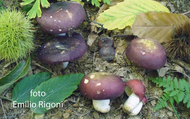  Russula romellii