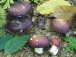 Russula romellii