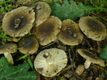 Russula sororia