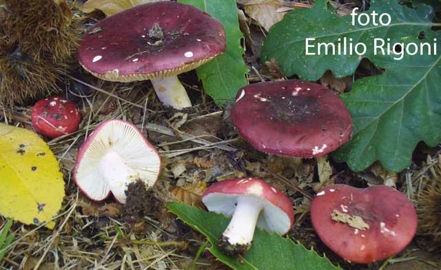 Russula xerampelina