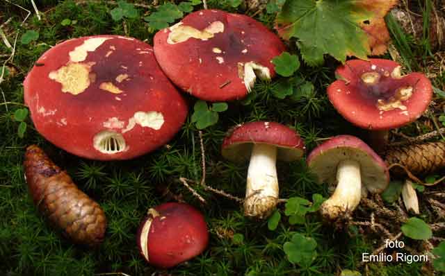 Russula xerampelina