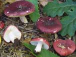 Russula xerampelina