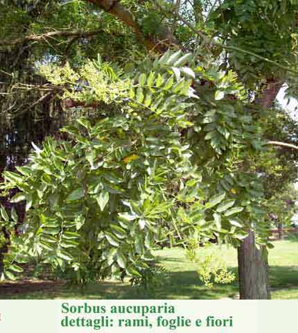 Sorbus aucuparia