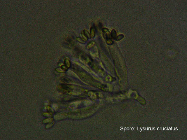 Spore Lysurus cruciatus