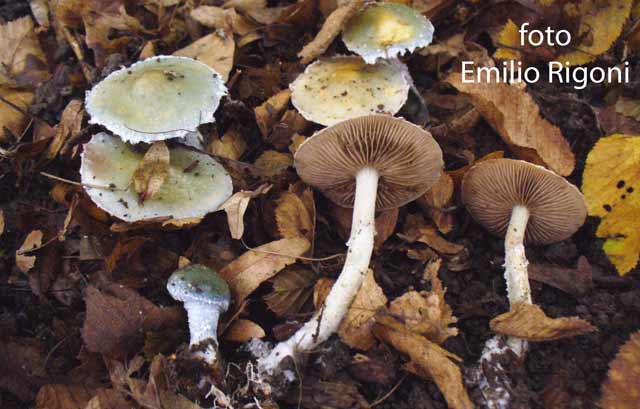 Storpharia caerulea