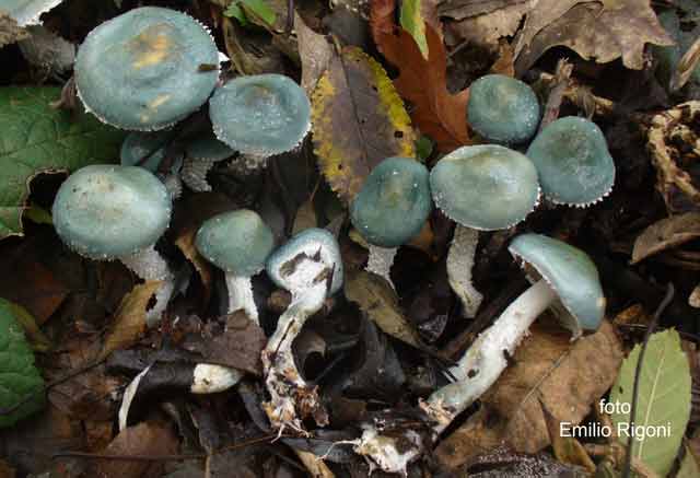 Stropharia caerulea