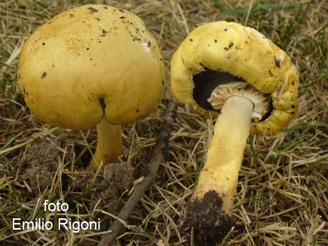 Stropharia rugosoannulata var lutea