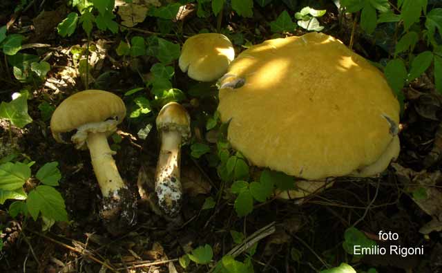 Stropharia rugosoannulata var lutea